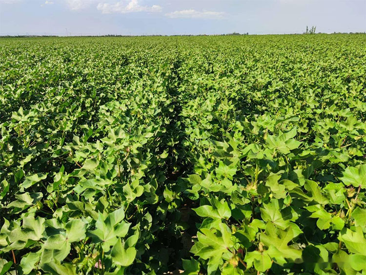 棉花施肥用水溶肥，必看注意事项   
