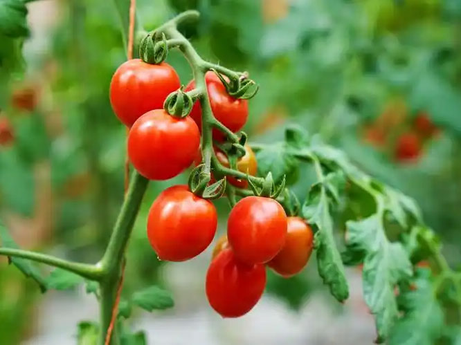 圣女果施肥要点多，掌握技巧是关键