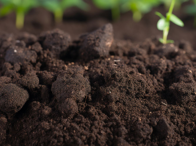 土壤问题频发，微生物菌剂来帮忙